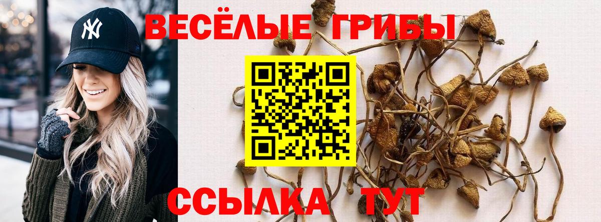 Галлюциногенные грибы Psilocybe  Вход с VPN  Городец 